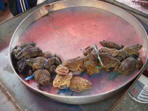 17042914281_dac0362550_z